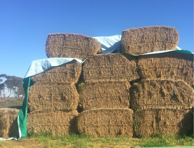 Barley Straw 8x4x4 Heavy Bales & Tarped. Farm Tender